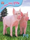 Pig@